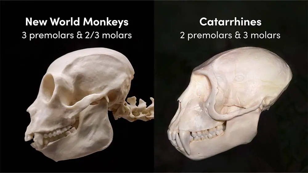 Comparison of New and Old World Monkey Skulls