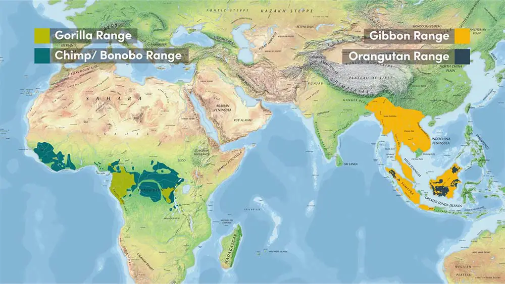 Combined Range of all Apes