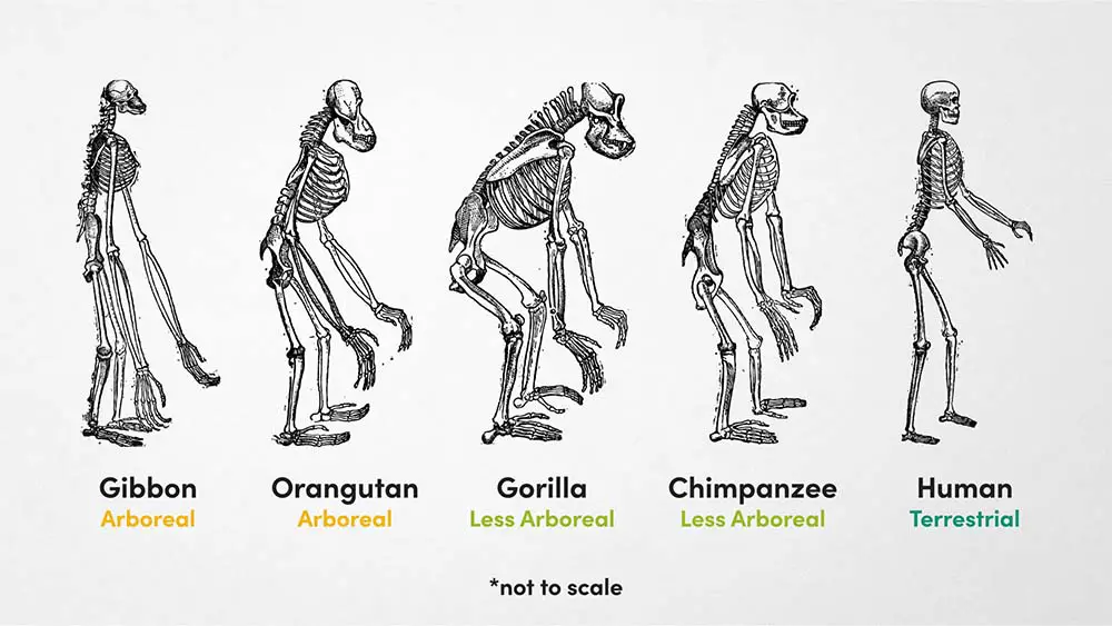 Comparison of Ape Skeletons