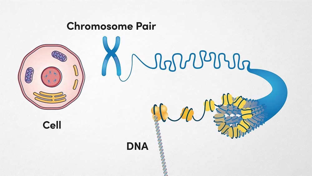 Cell, Chromosome and DNA
