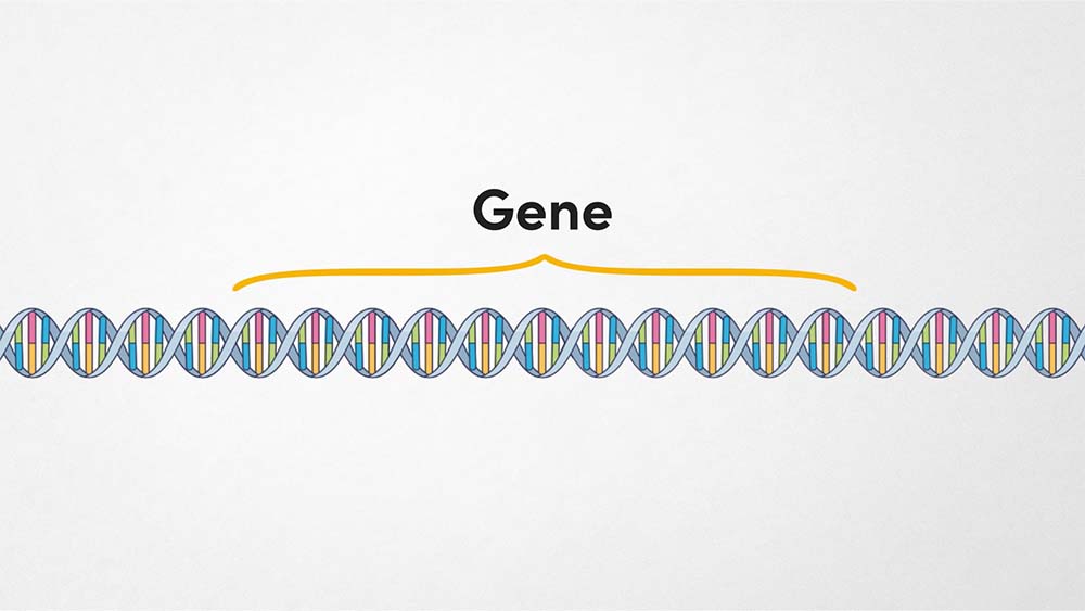 DNA and Genes