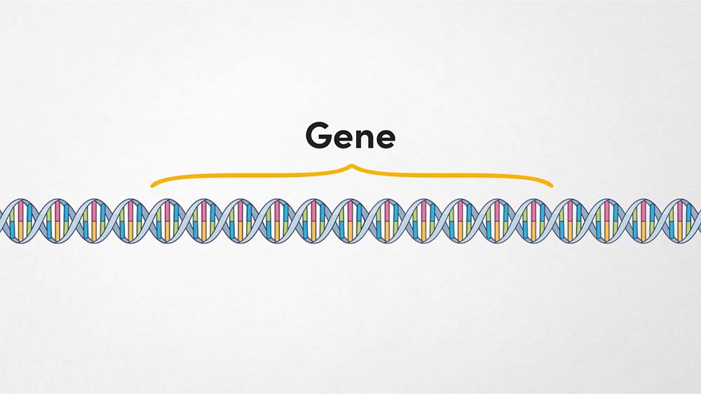 DNA and Genes