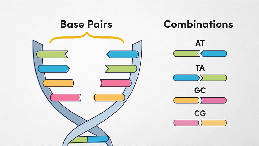 Structure of DNA