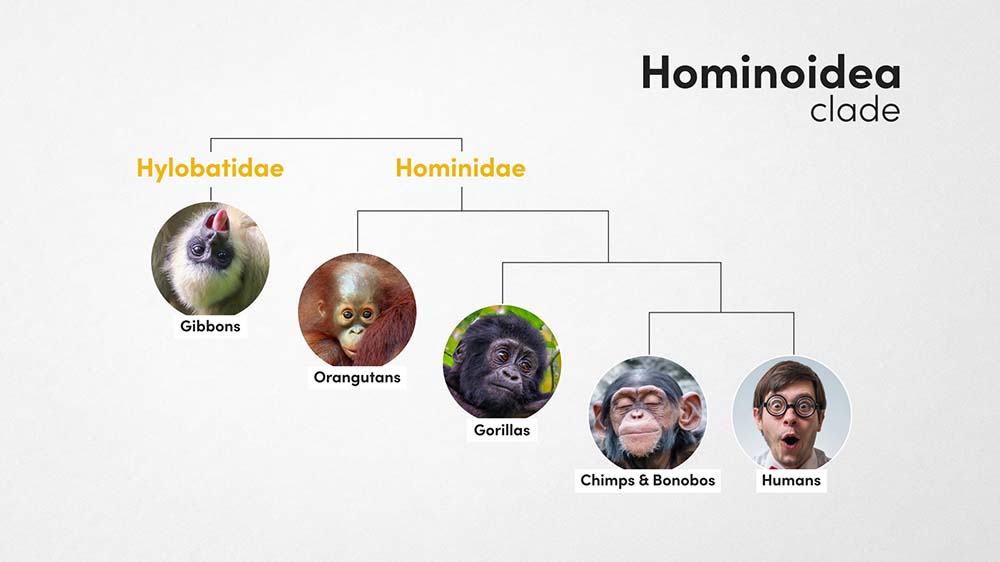 Apes cladogram