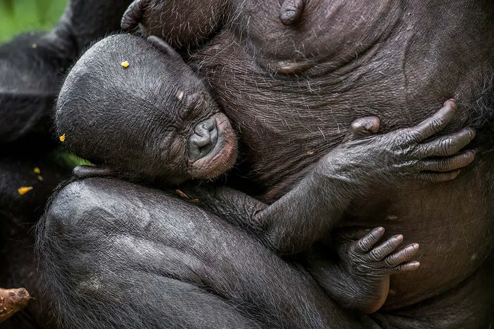 Baby bonobo clinging to mother's chest