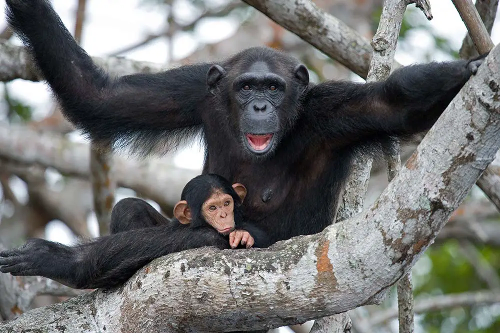 Baby chimpanzee hanging with mum