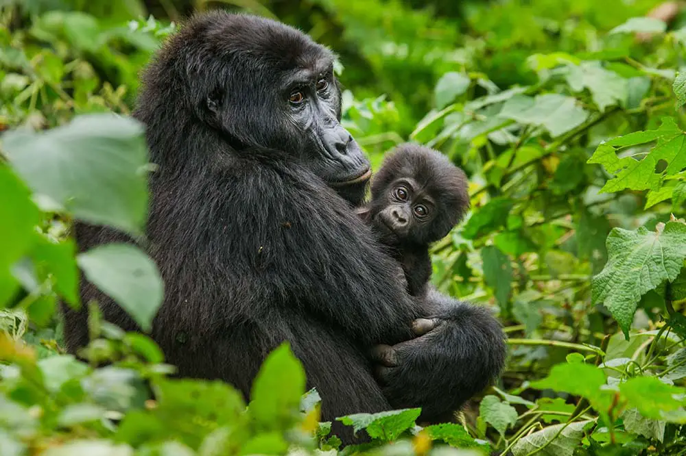 Baby gorilla with mother
