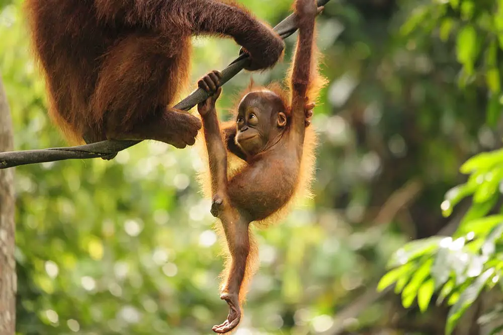 Baby orangutan climbing