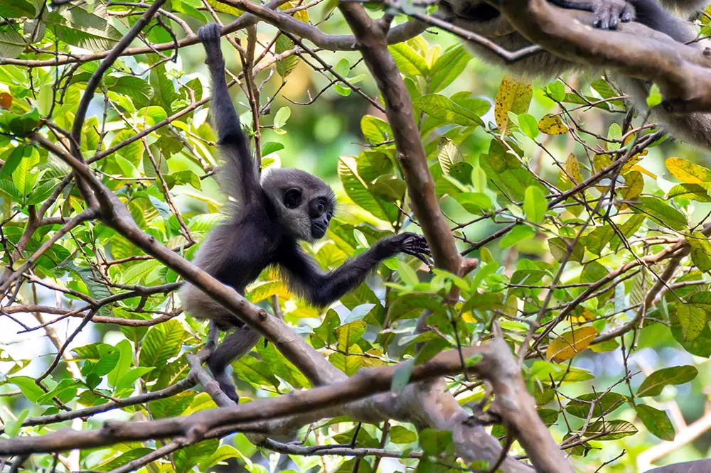 Baby silvery gibbon