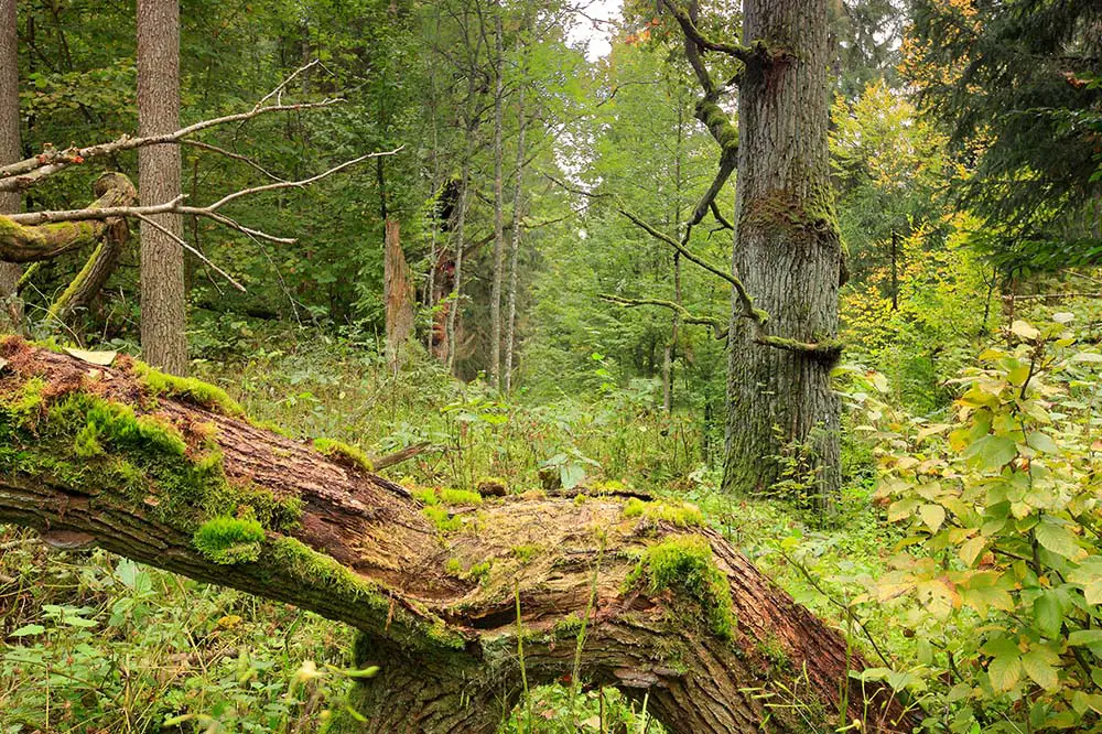 Białowieża Forest