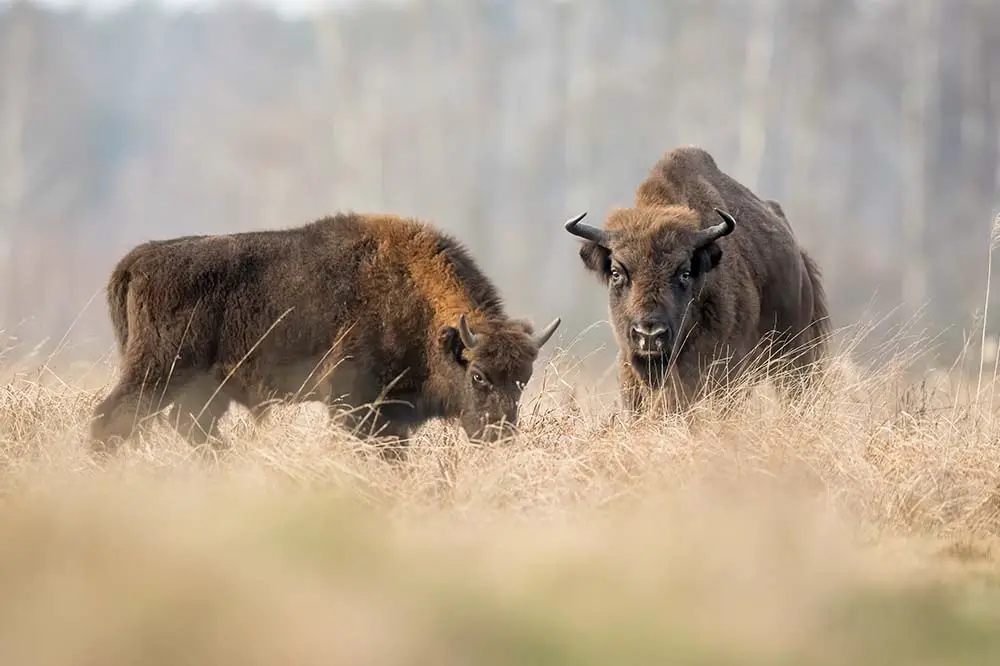 Bison at Białowieża