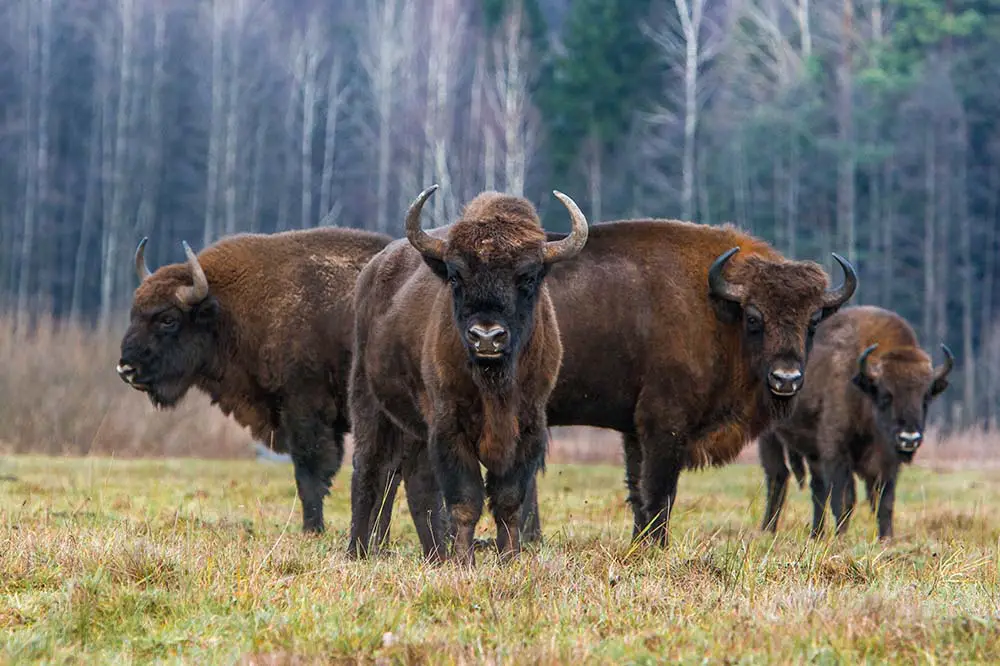 Bison in Białowieża Forest