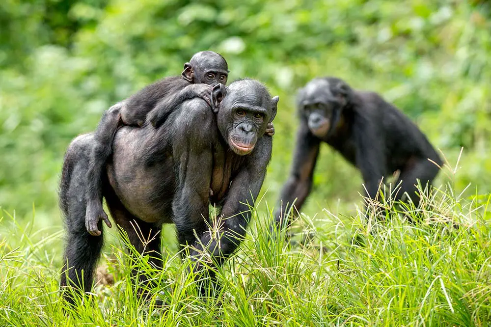 Bonobo mother and young