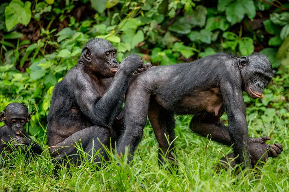 Bonobos grooming each other