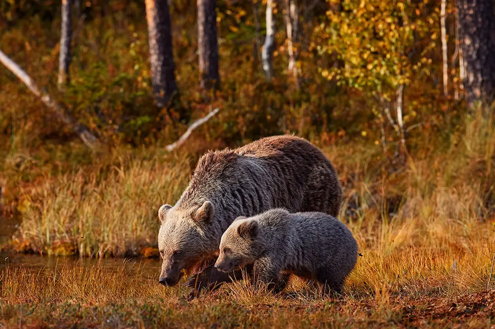 Brown Bears in Oulanka National Park
