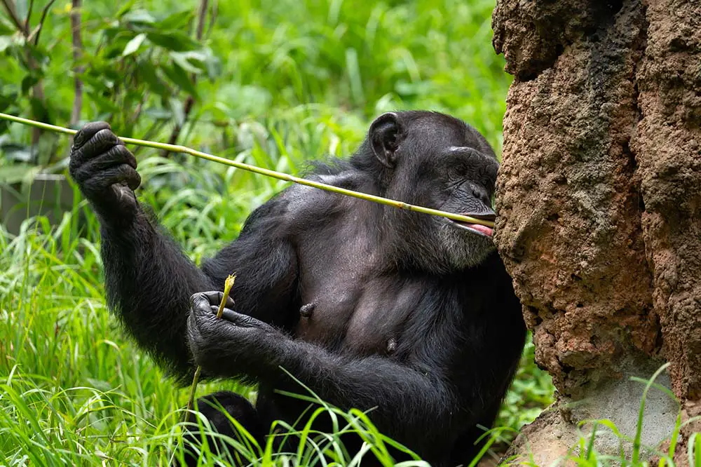 Chimpanzee using a stick to fish out termites