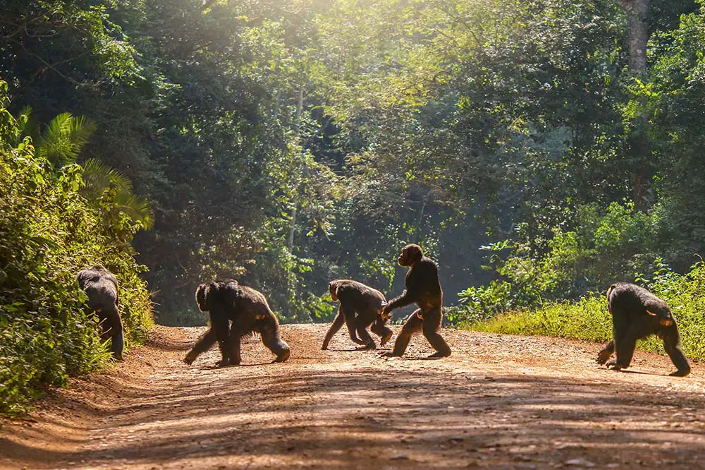 Chimpanzees patrolling their territory