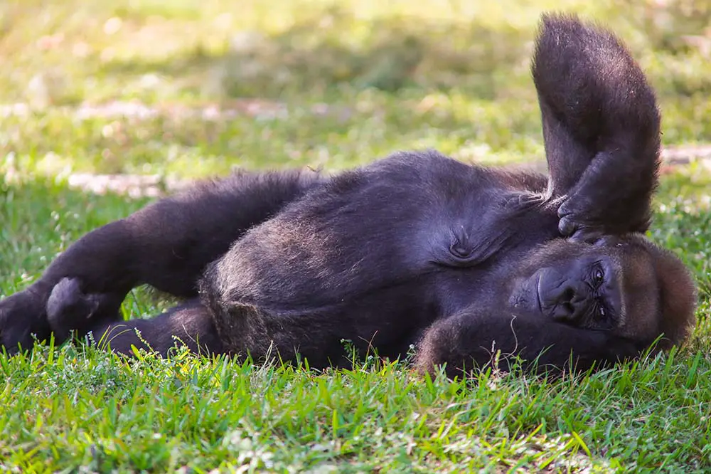 Cross River Gorilla