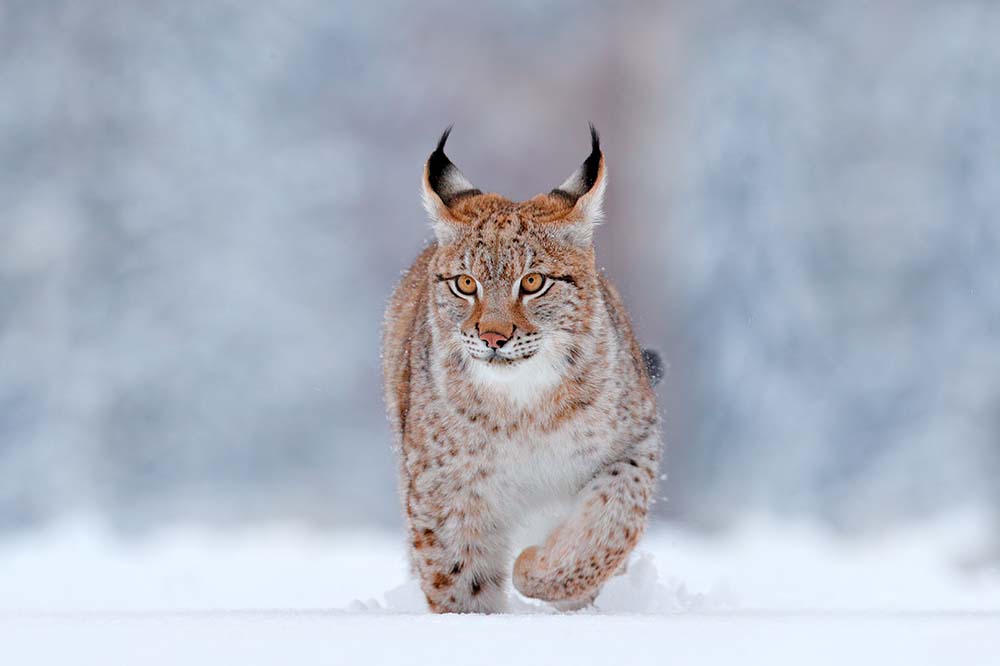 Eurasian Lynx