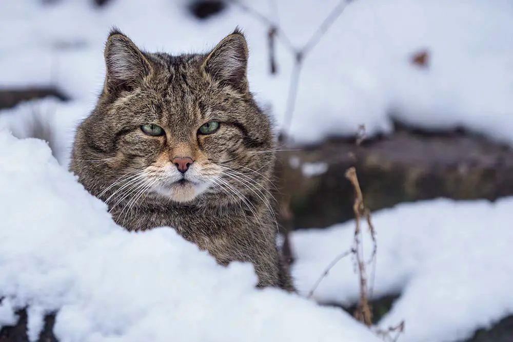 European Wild Cat