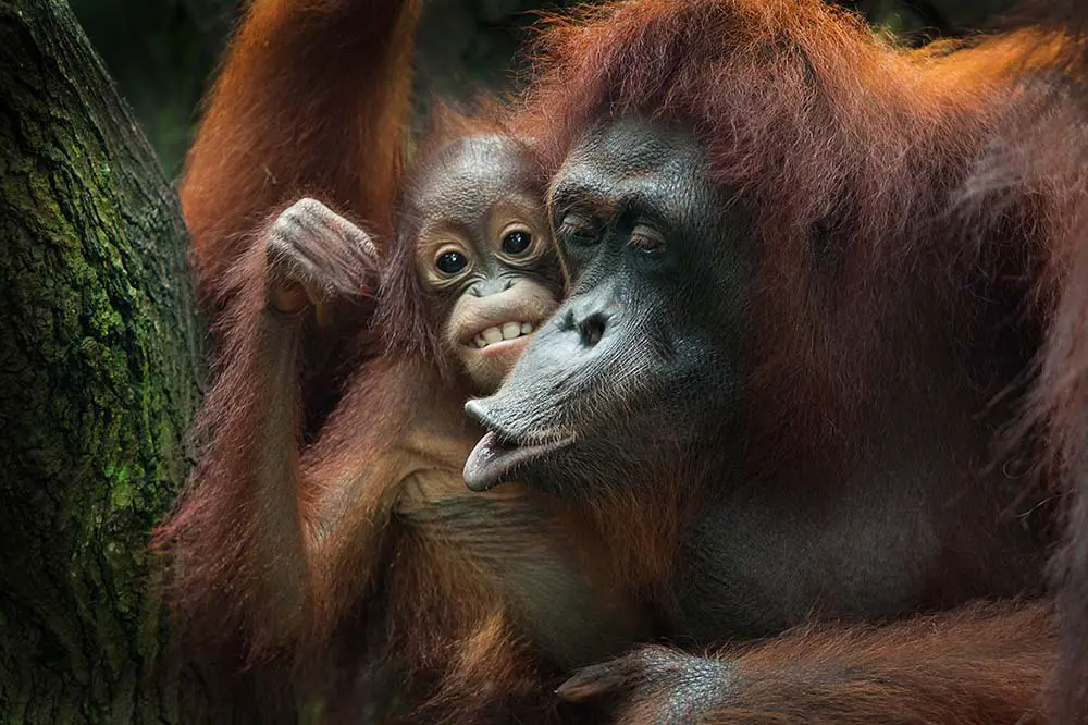 Female orangutan gesturing