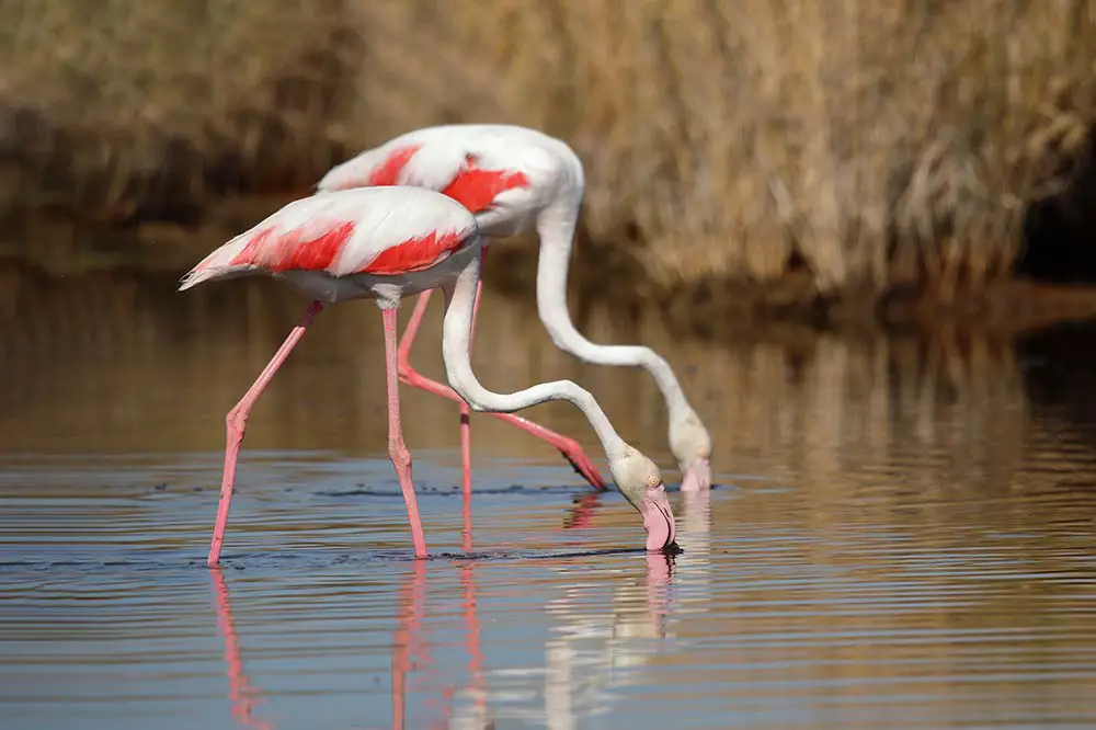 Flamingos