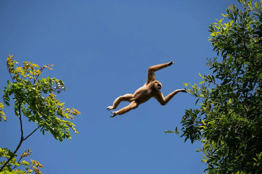 Gibbon jumping between two trees