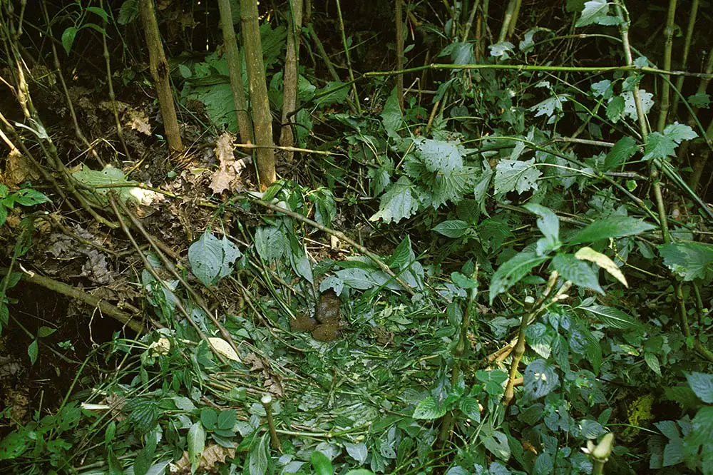 Gorilla nest on the floor