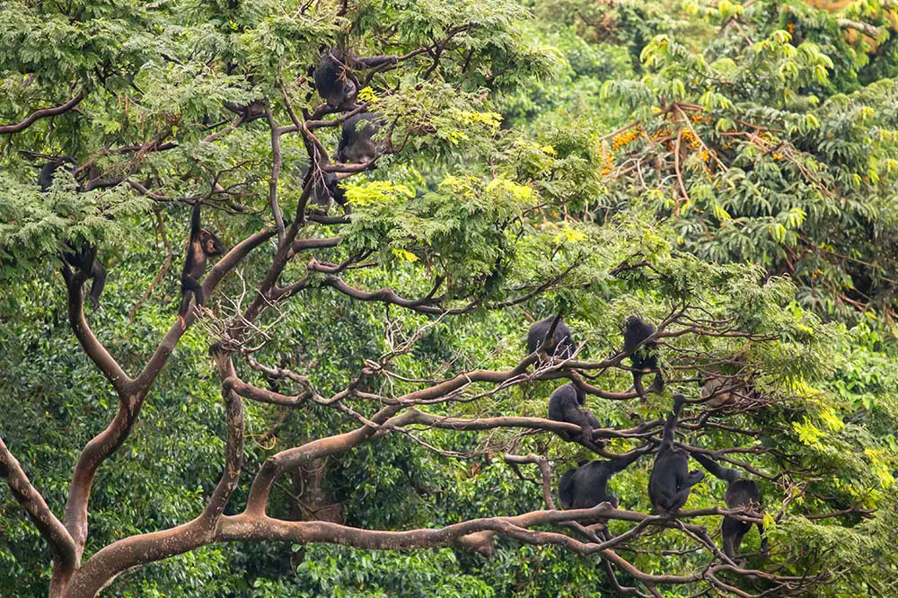 Group of chimpanzees in the trees