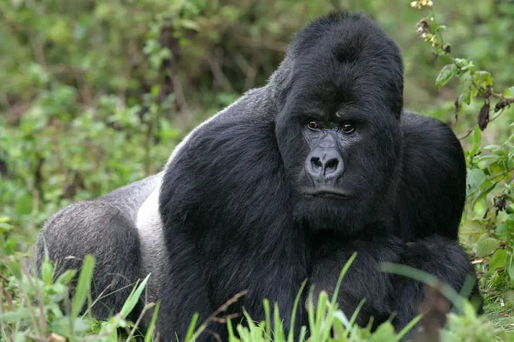 Guhonda the Silverback, Virunga