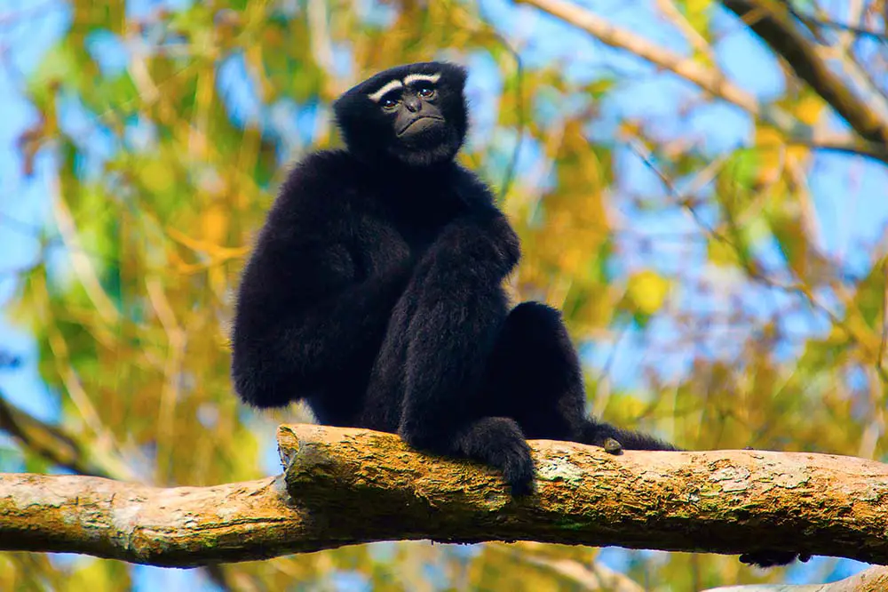 Hoolock gibbon