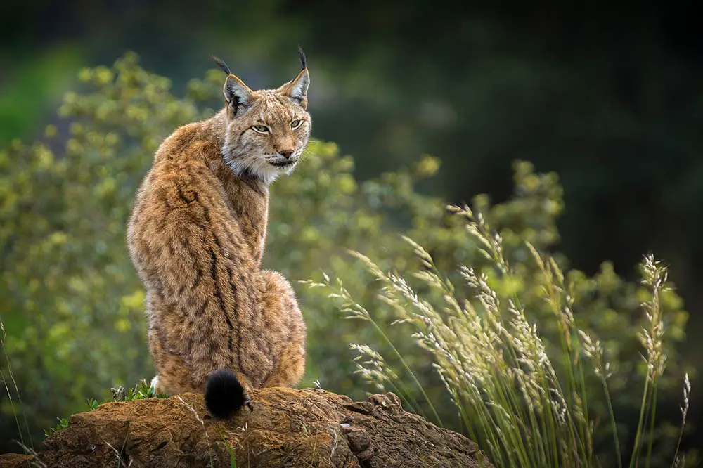 Iberian Lynx