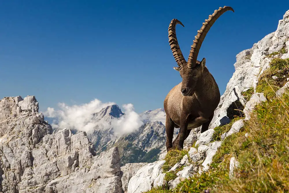 Ibex in Triglav National Park