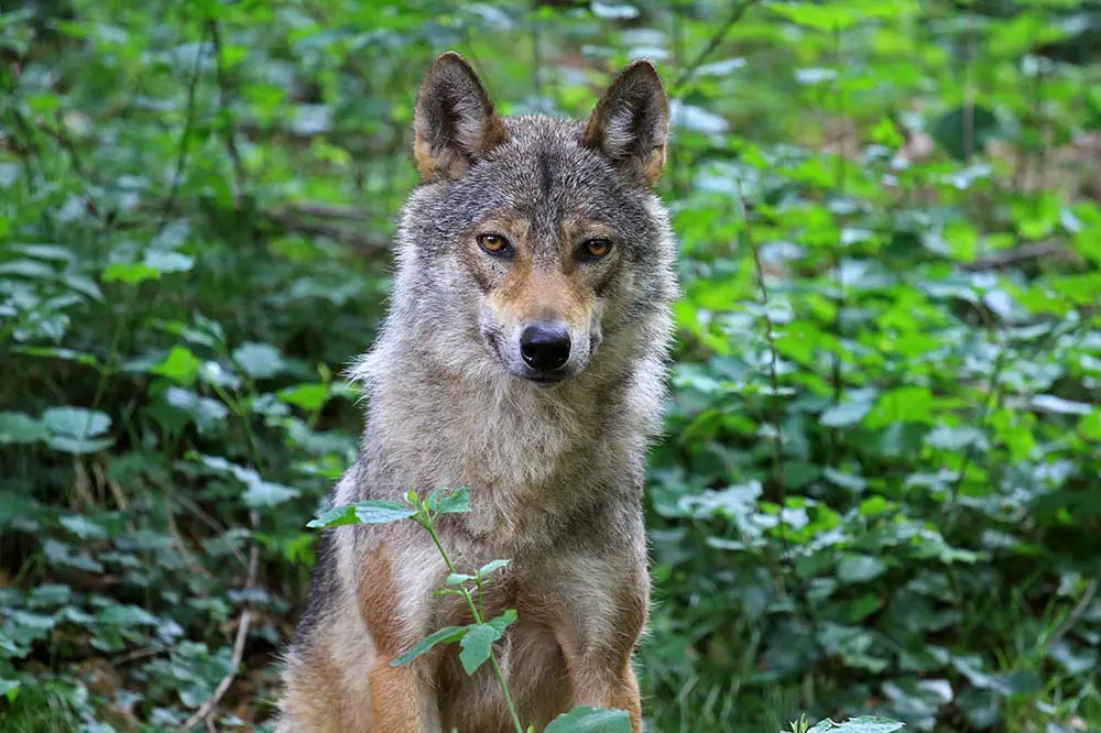 Italian Wolf