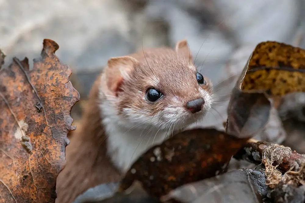 Least Weasel