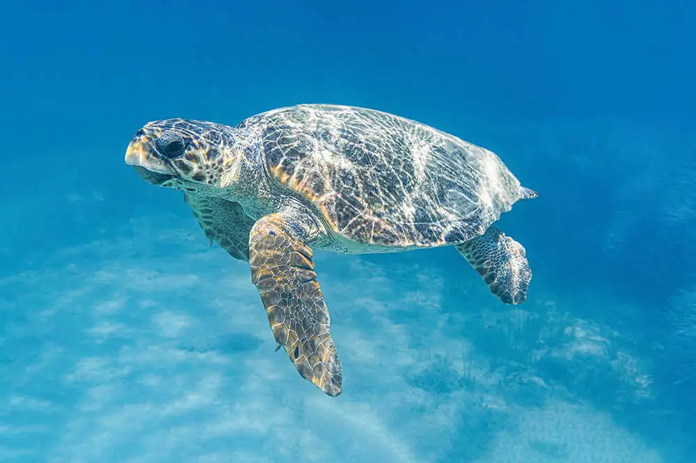 Loggerhead sea turtle