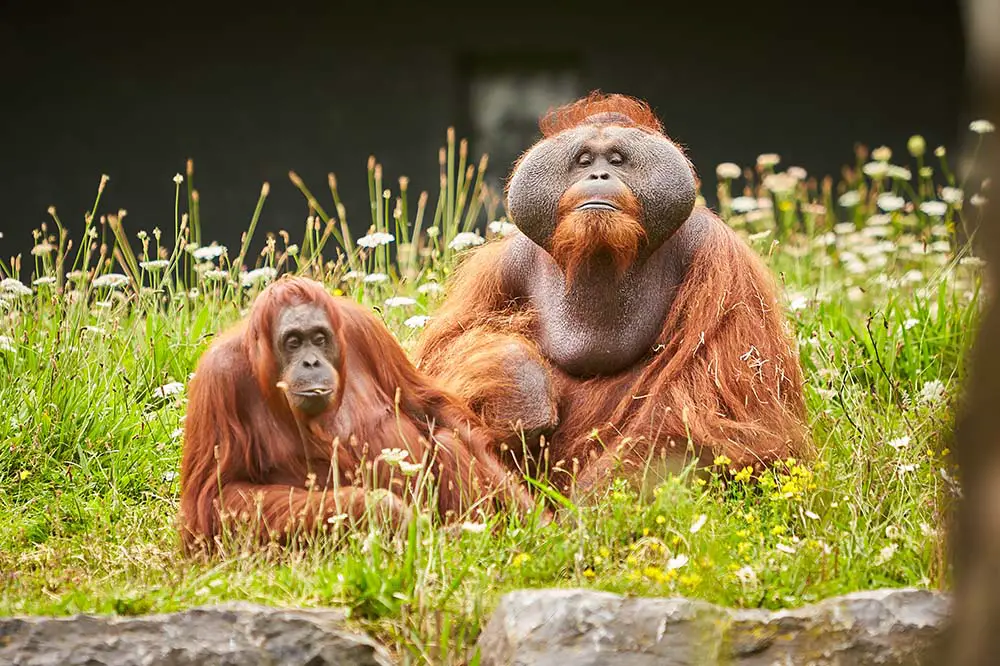 Male and female orangutan