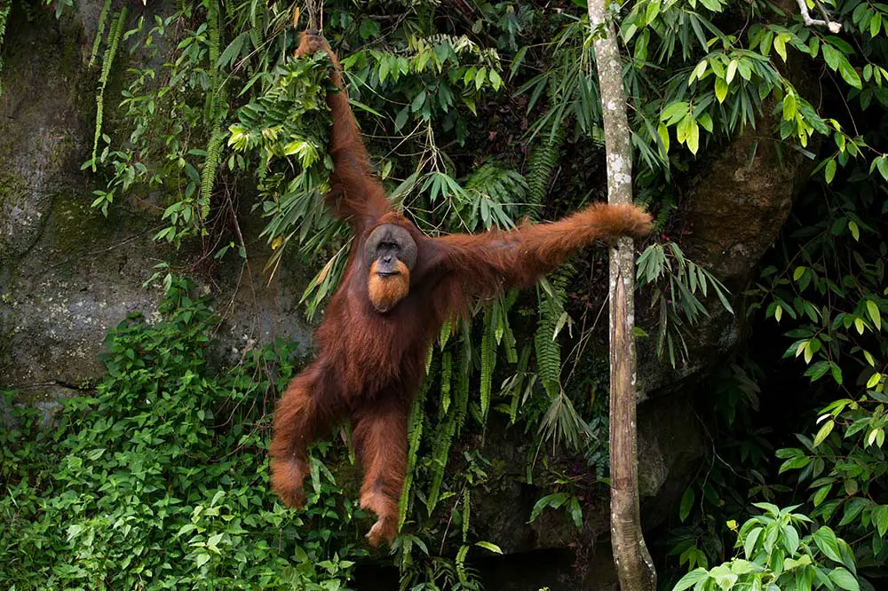 Male orangutan swinging in the trees