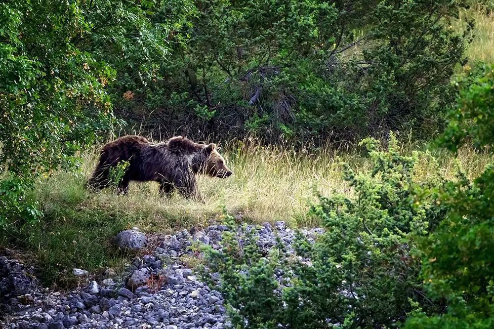 Marsican Bear