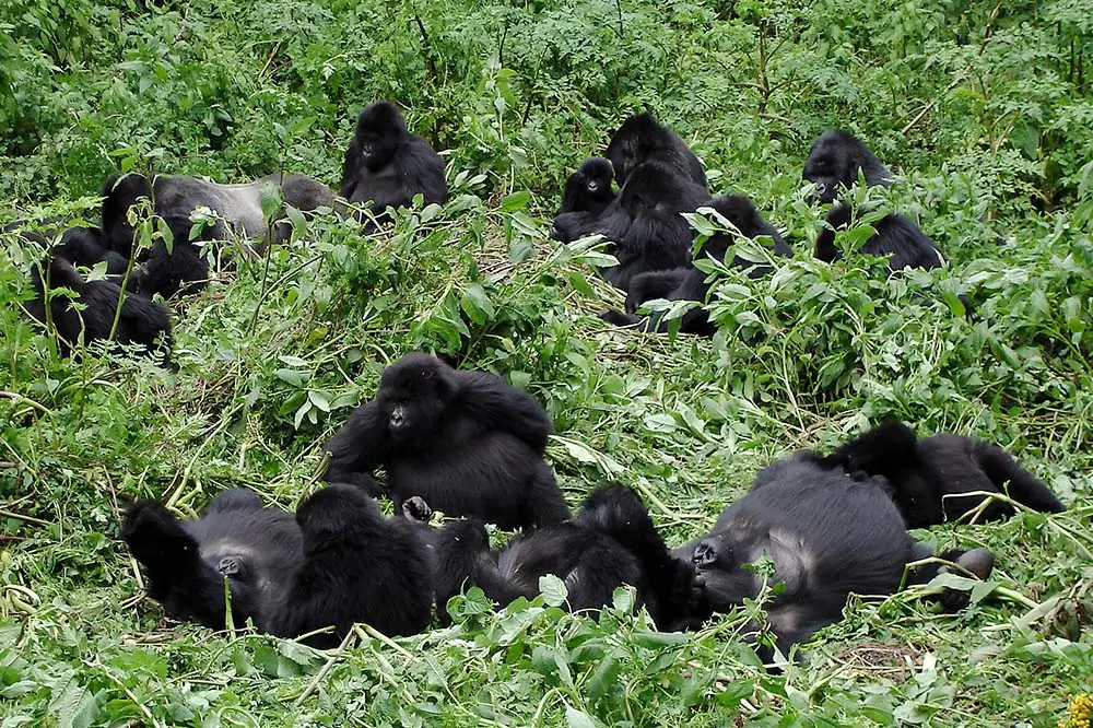 Mountain Gorilla Family, Volcanoes National Park in Rwanda