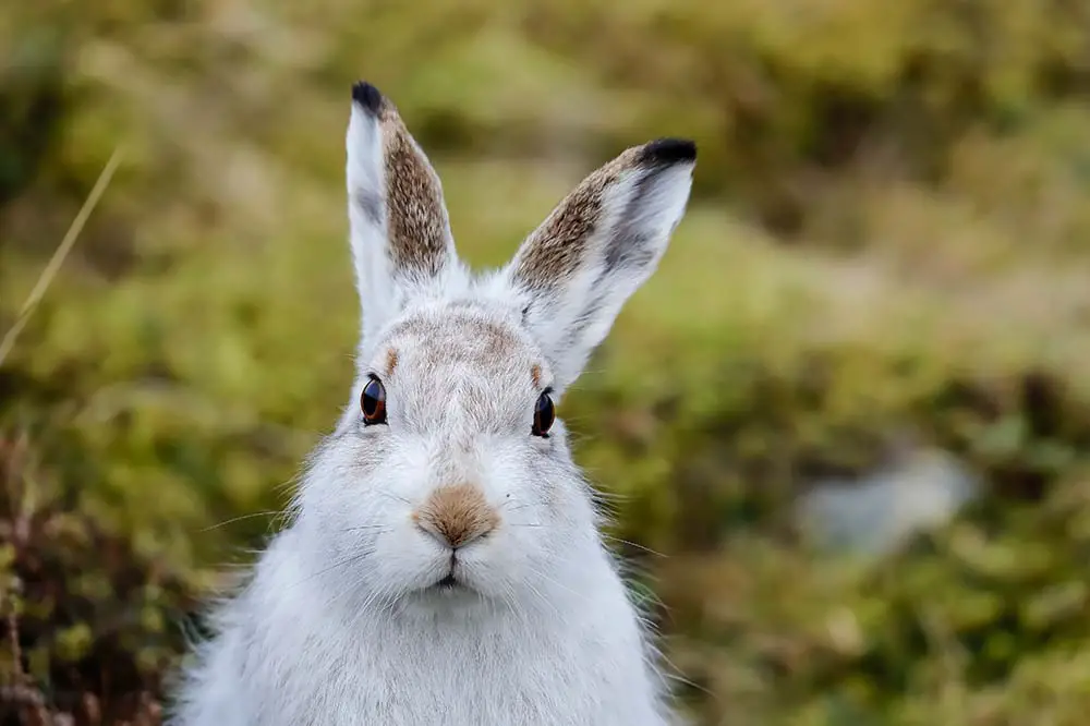 Mountain Hare