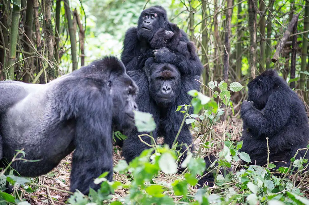 Mountain gorilla troop