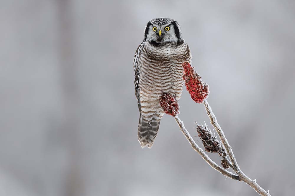 Northern Hawk Owl