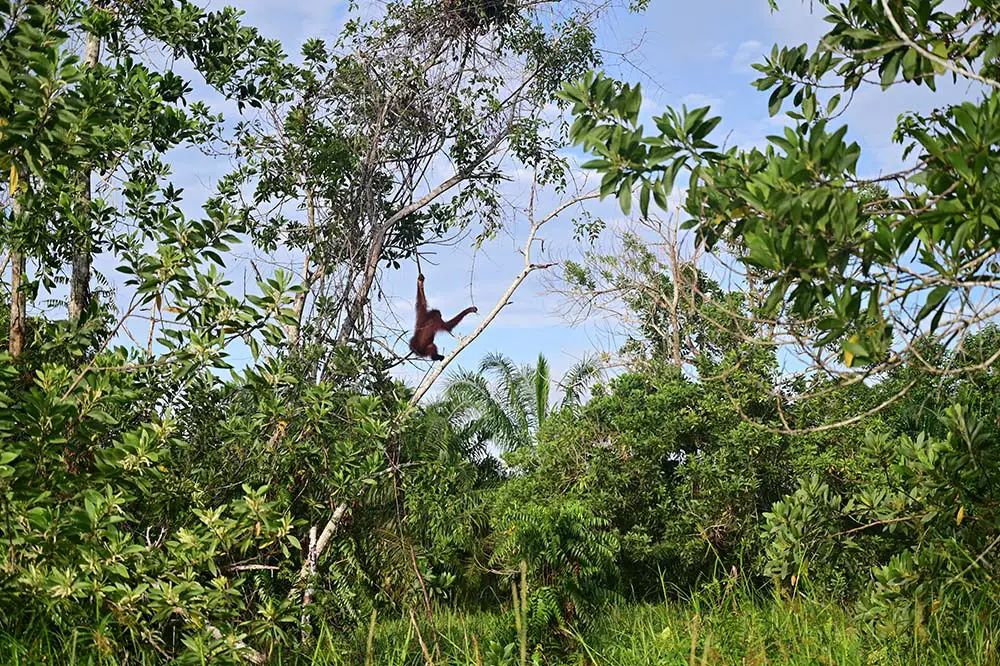 Orangutan in the trees