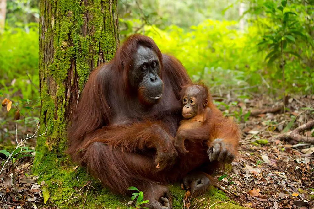 Proud mother orangutan