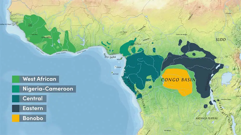 Range of the 4 chimp subspecies and bonobo