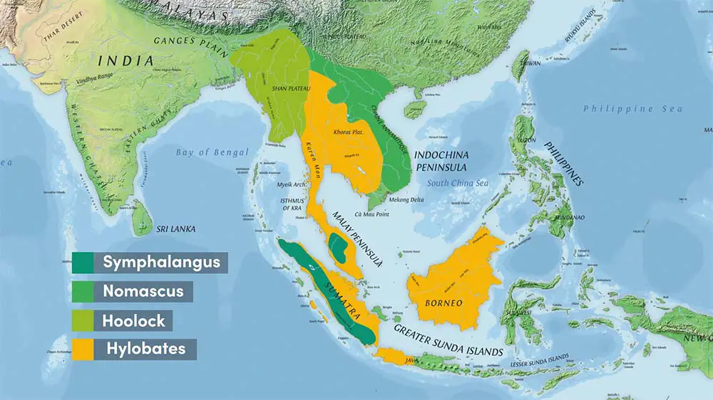 Range of the 4 gibbon genera