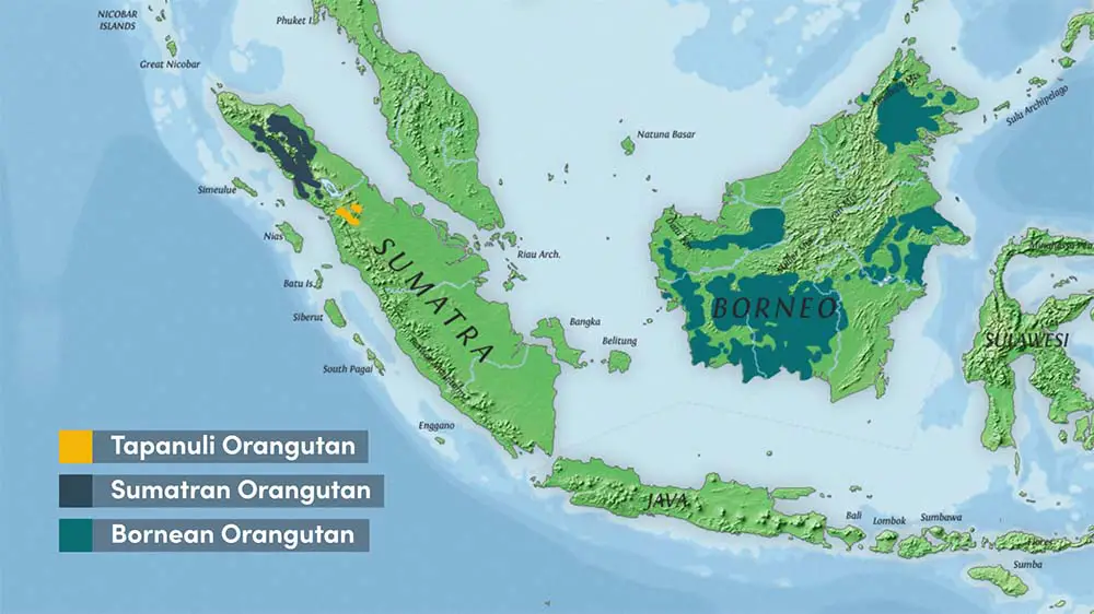 Range of the three orangutan species