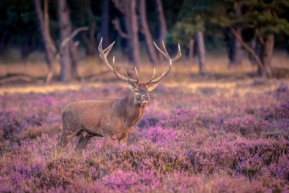 Red Deer Stag in De Hoge Veluwe National Park