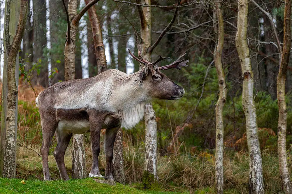 Reindeer